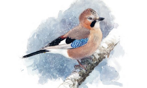 Wintervogels: Aquarellen en observaties van Lars Jonsson