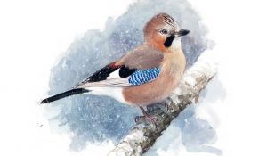 Wintervogels: Aquarellen en observaties van Lars Jonsson